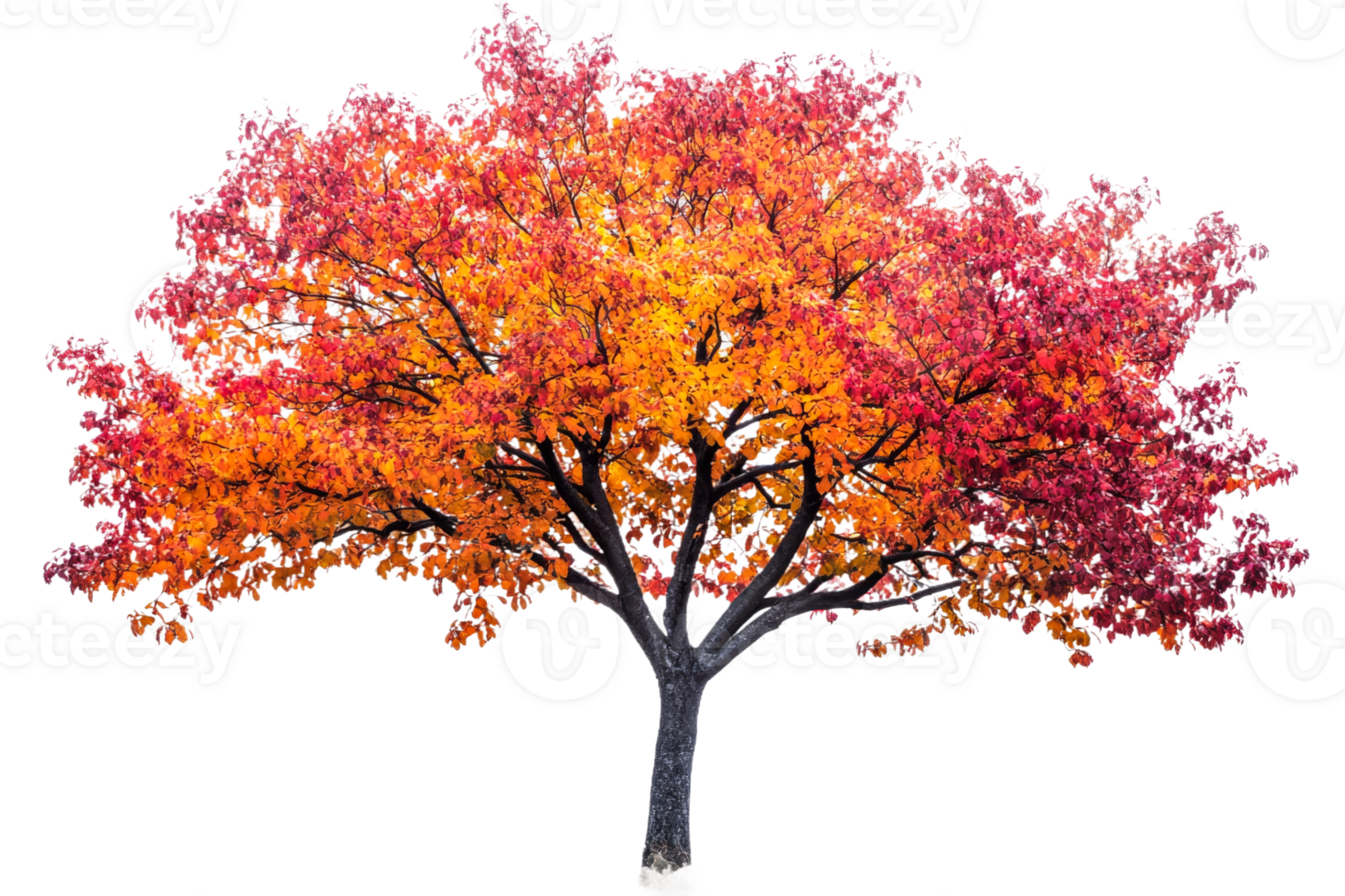 Autumn tree with colorful leaves, fall season scenery , cut out transparent png