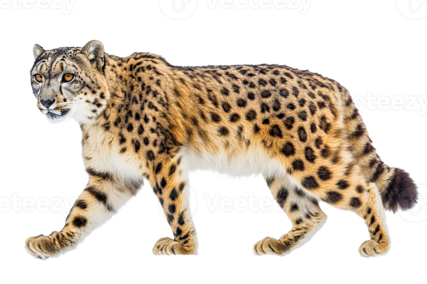 Walking snow leopard with spotted fur, cut out transparent png