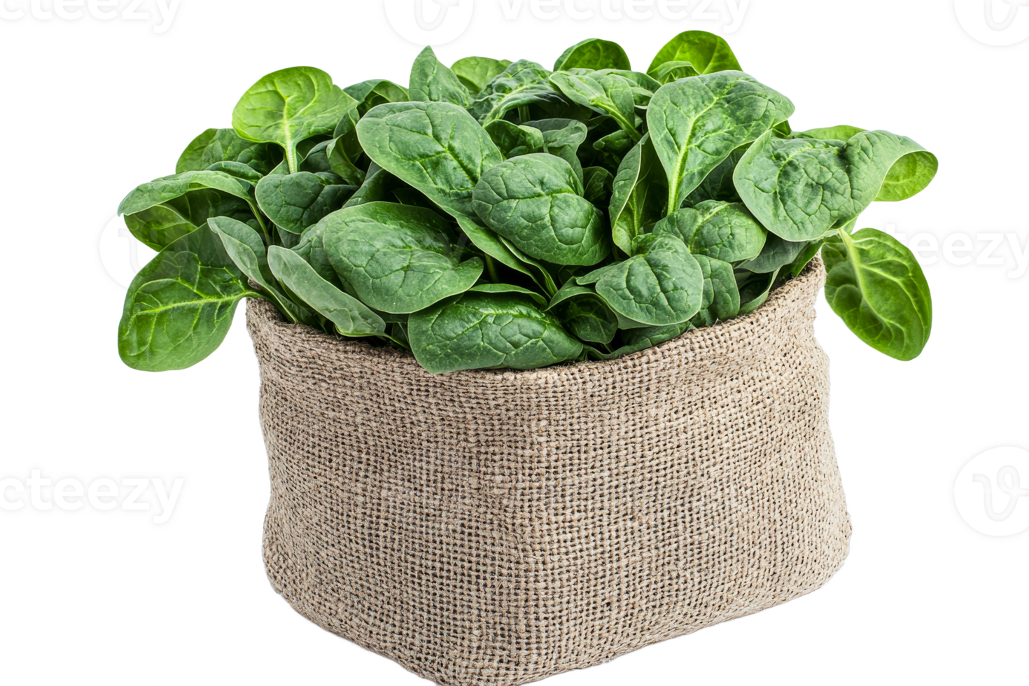 Fresh spinach leaves in a burlap bag, cut out transparent png