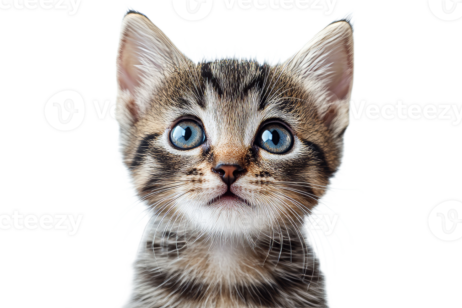 Cute tabby kitten portrait with bright blue eyes, cut out transparent png