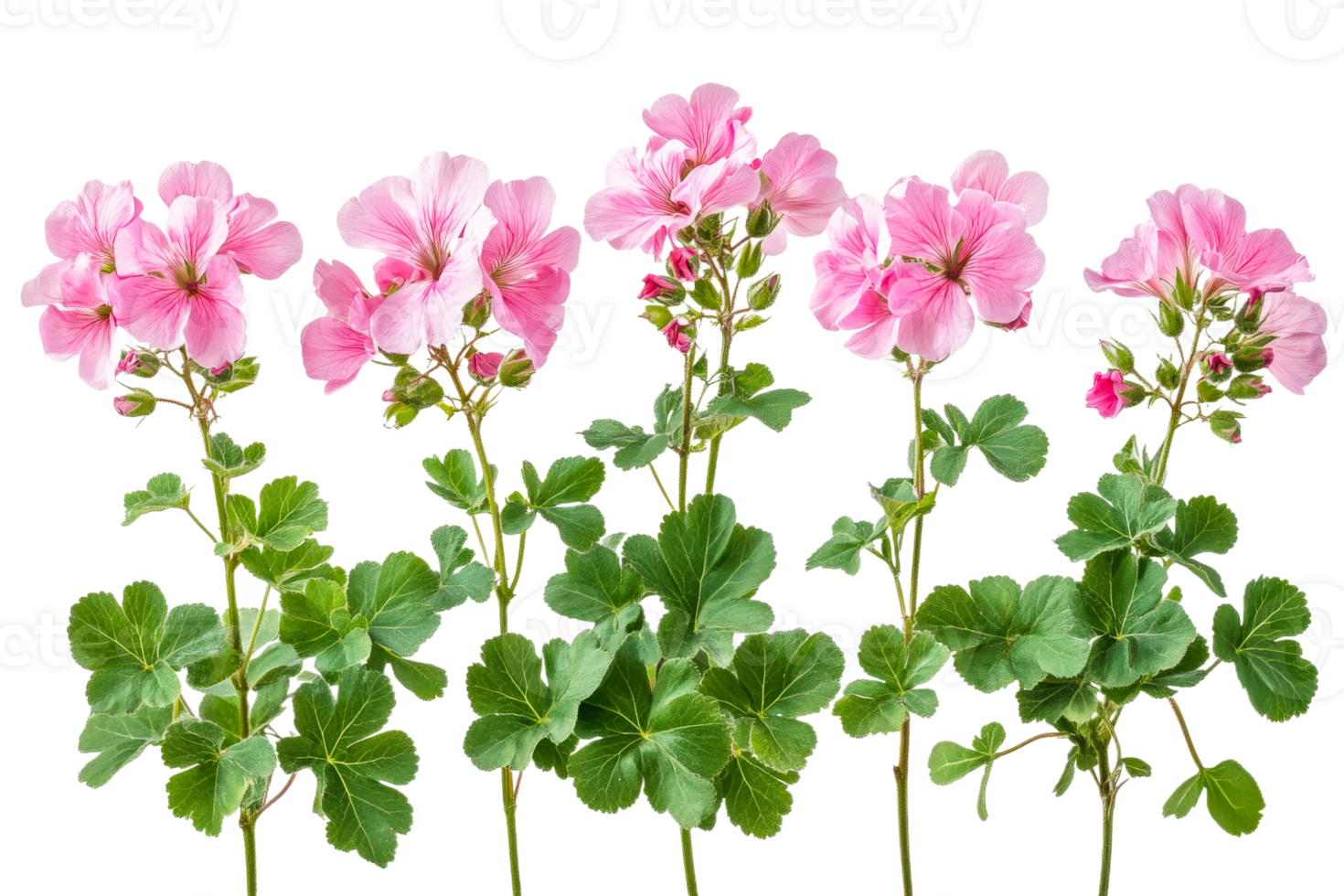 Pink geranium flower arrangement with green leaves, blooming, cut out transparent png