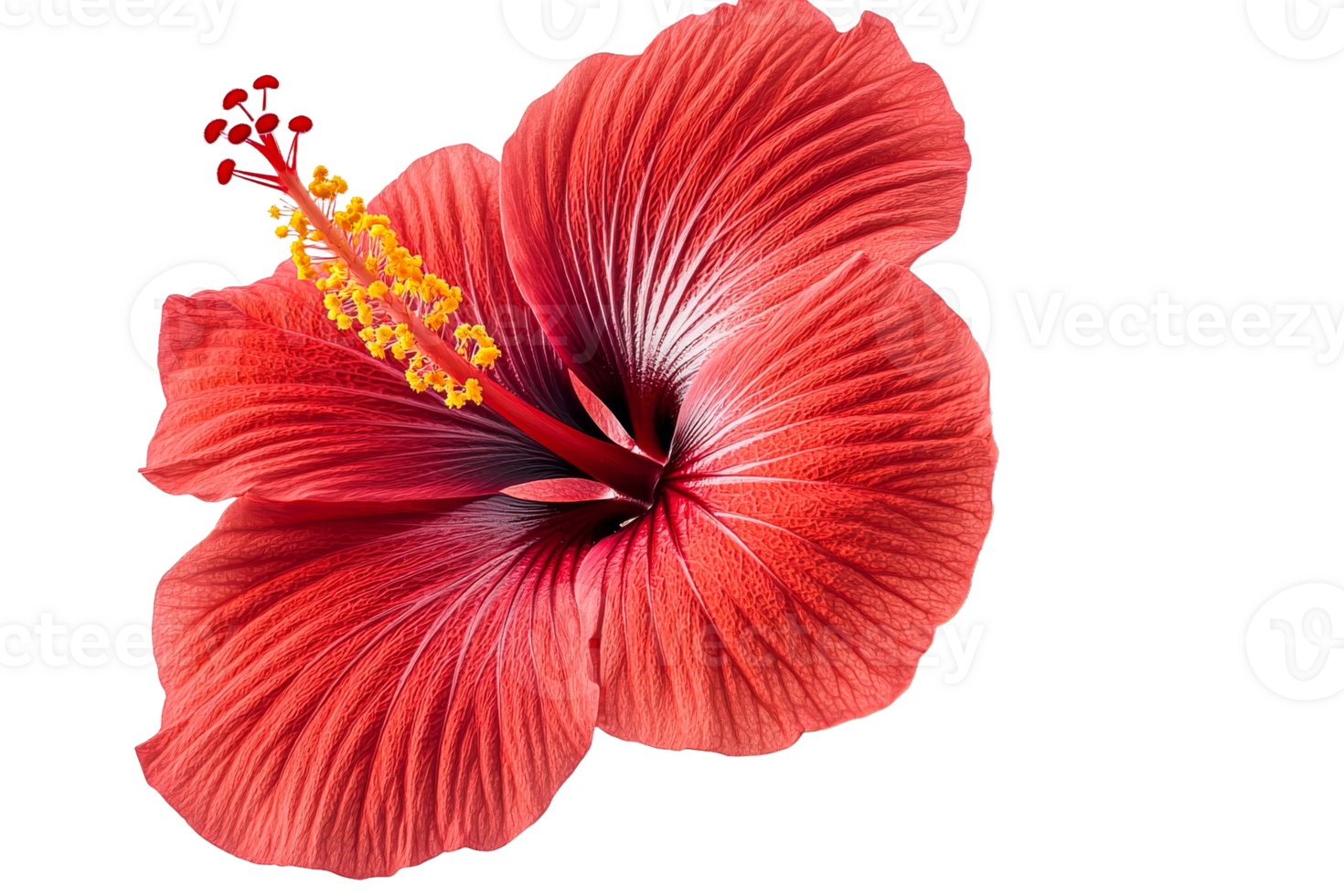 Vivid red hibiscus flower on black backdrop, cut out transparent png