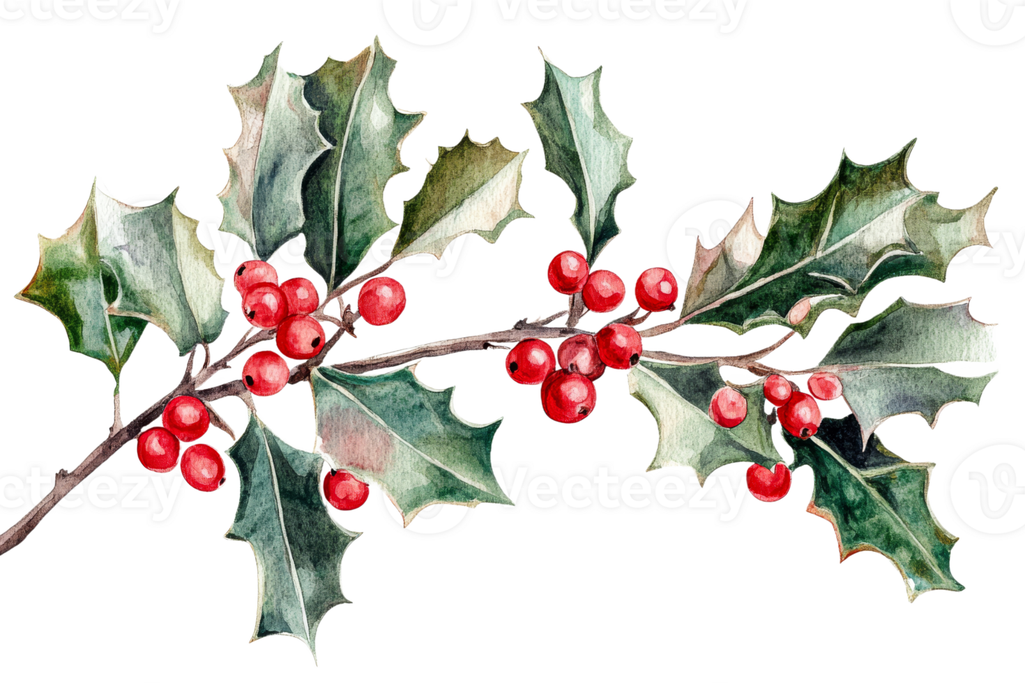 Holly branch with berries, watercolor illustration, cut out transparent png