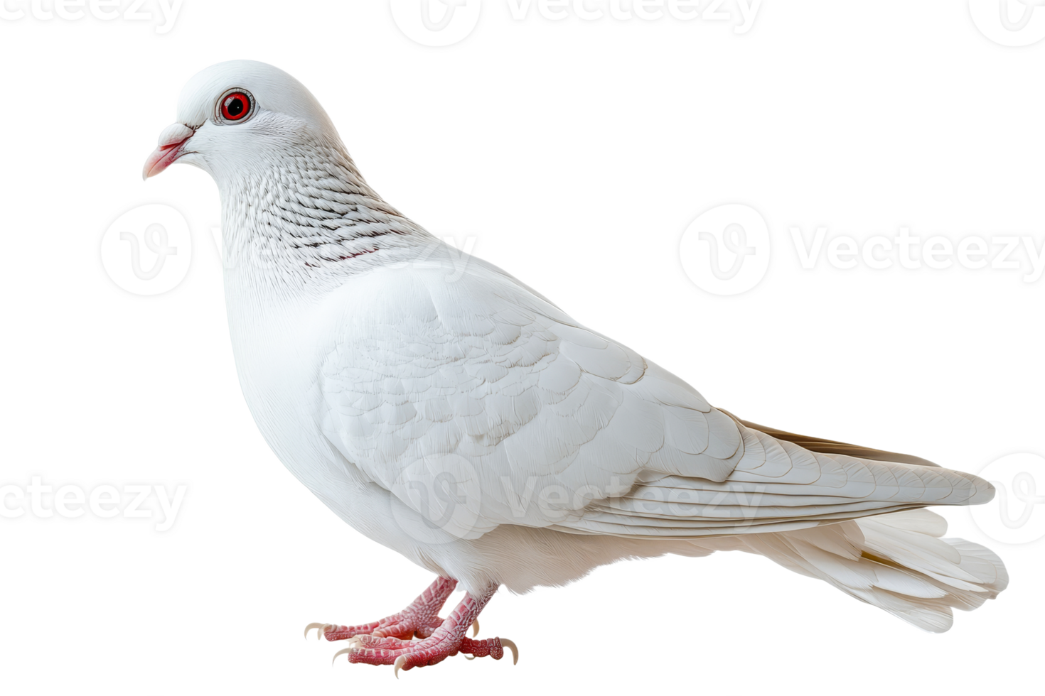 White dove with red eyes on a black background, cut out transparent png