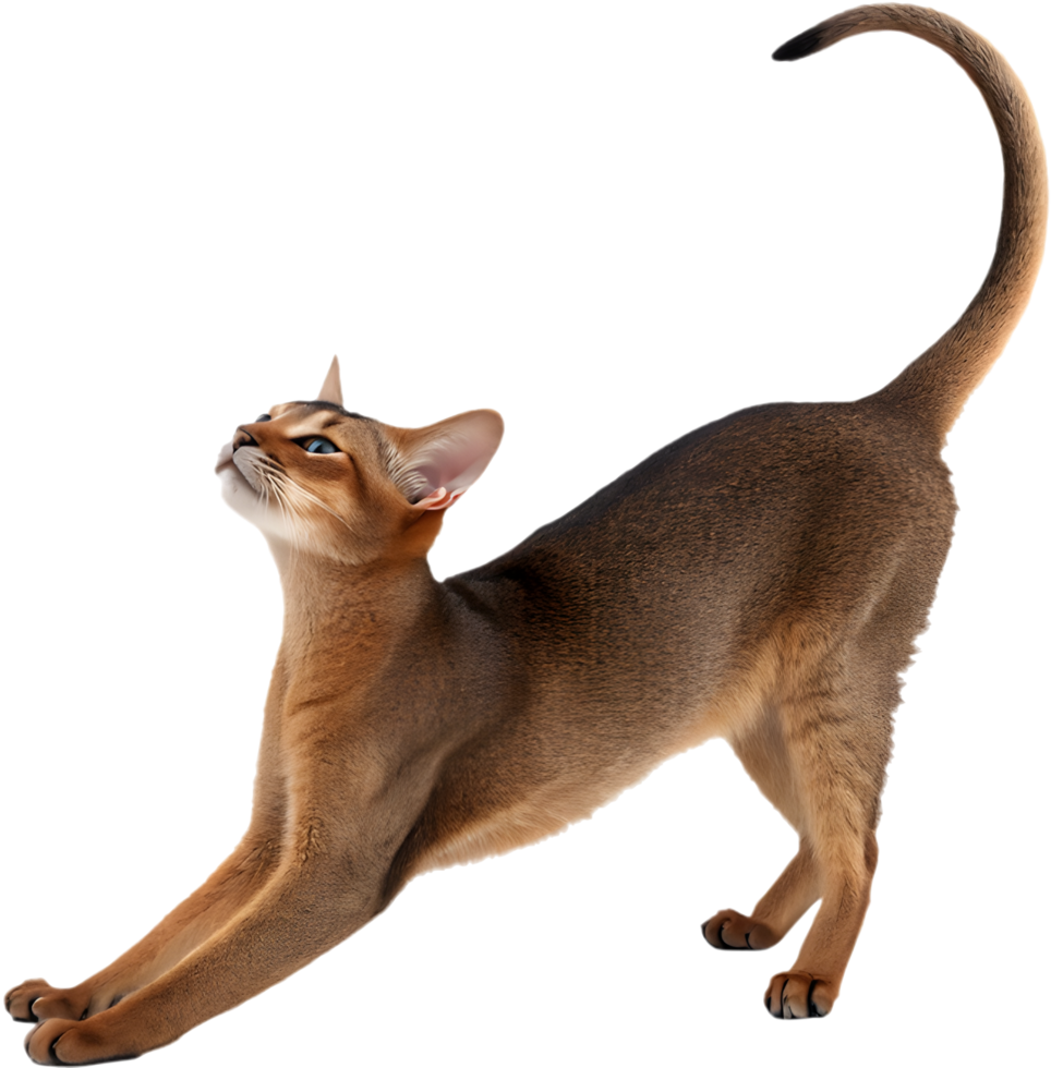Stylish Abyssinian cat with sleek coat and expressive almond eyes portrait. . png