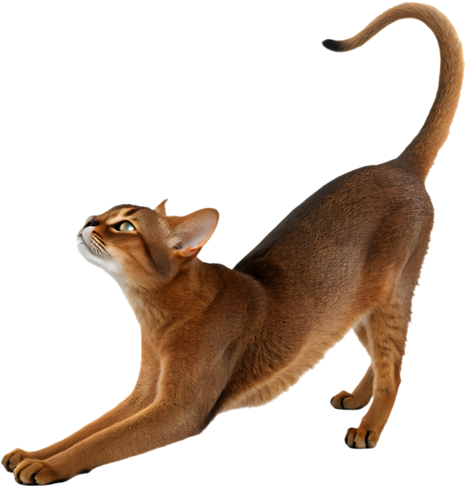 Artistic Abyssinian cat with smooth coat and almond eyes clipart. . png