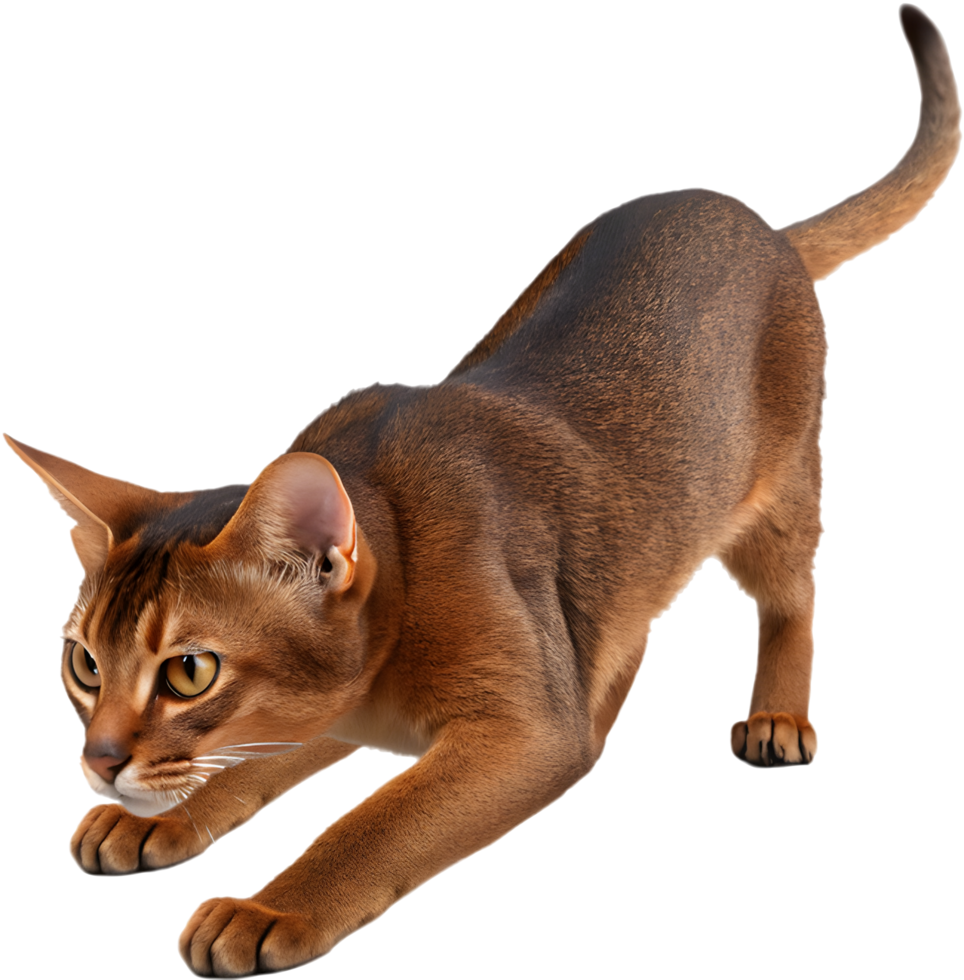 Elegant Abyssinian cat with smooth coat and expressive eyes illustration. . png