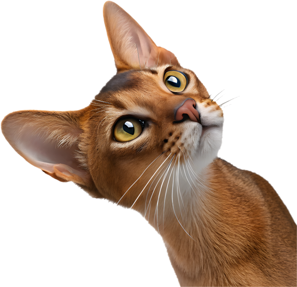 Detailed Abyssinian cat artwork with sleek coat and expressive almond eyes. . png