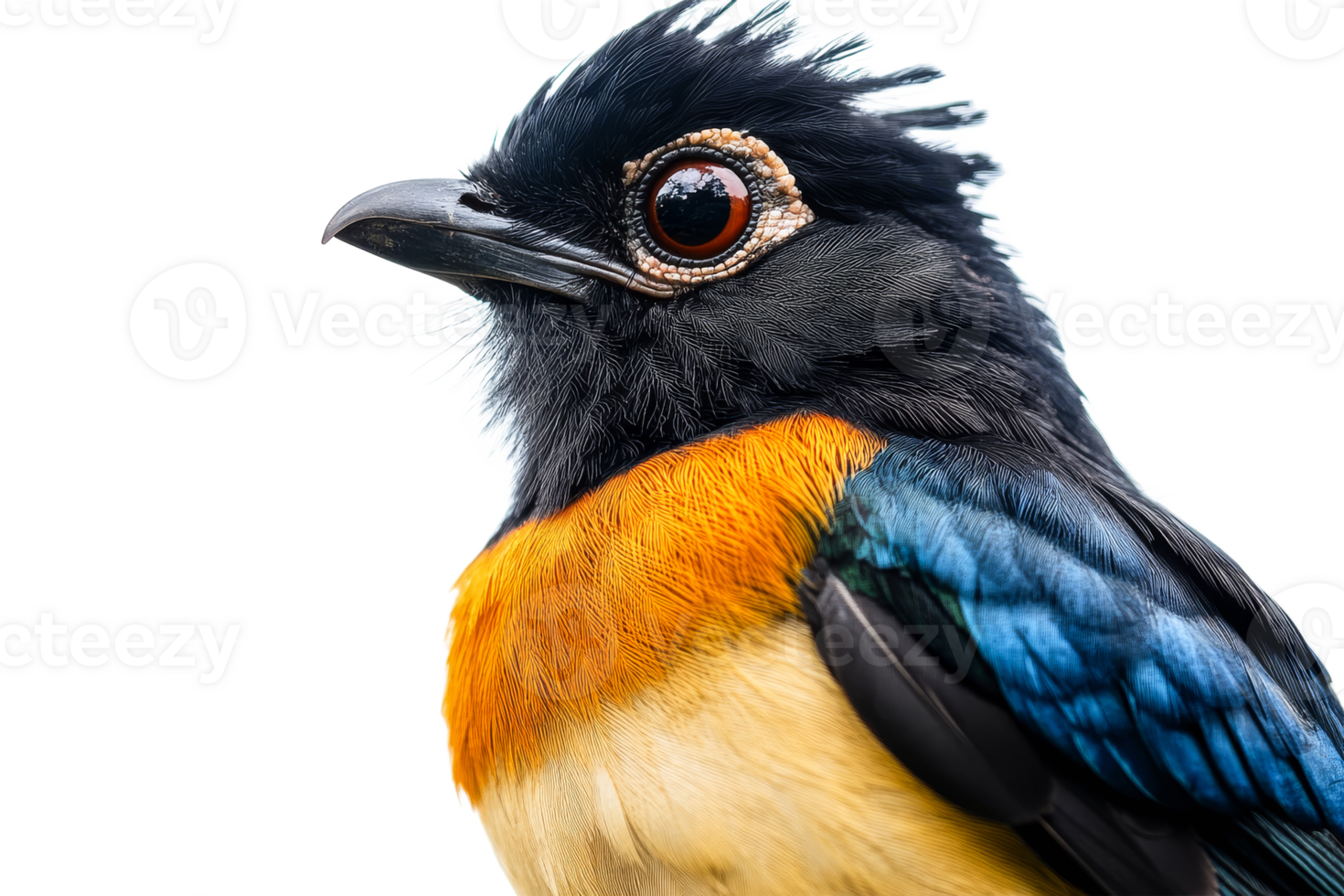 Colorful bird with orange eye plumage feathers close-up , cut out transparent png