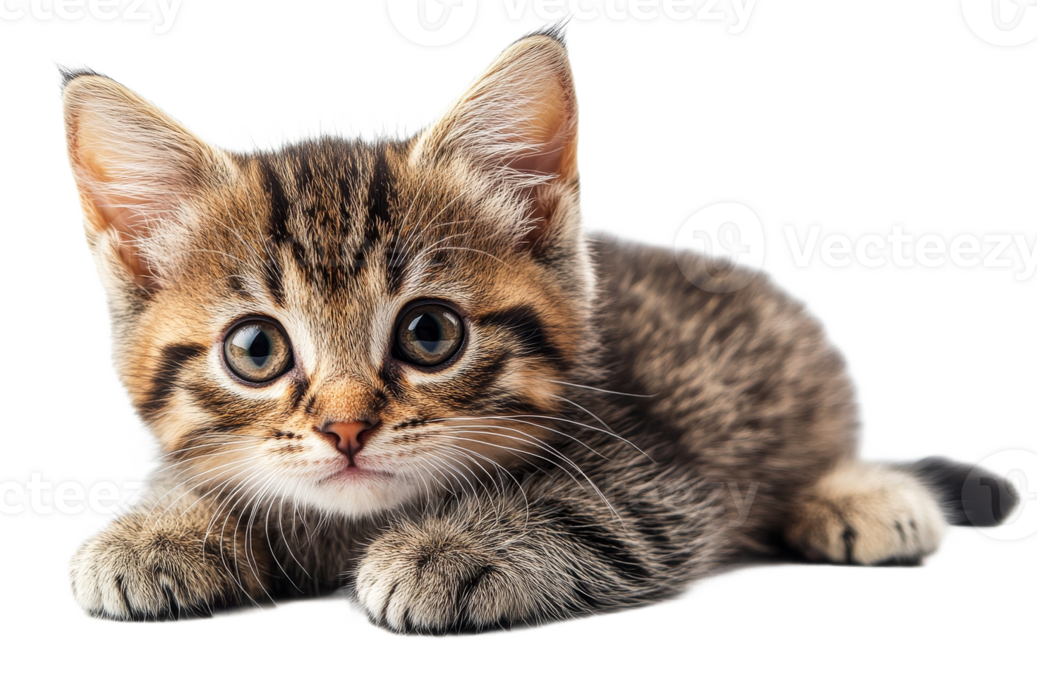 Adorable brown tabby kitten lying down, looking forward, cut out transparent png