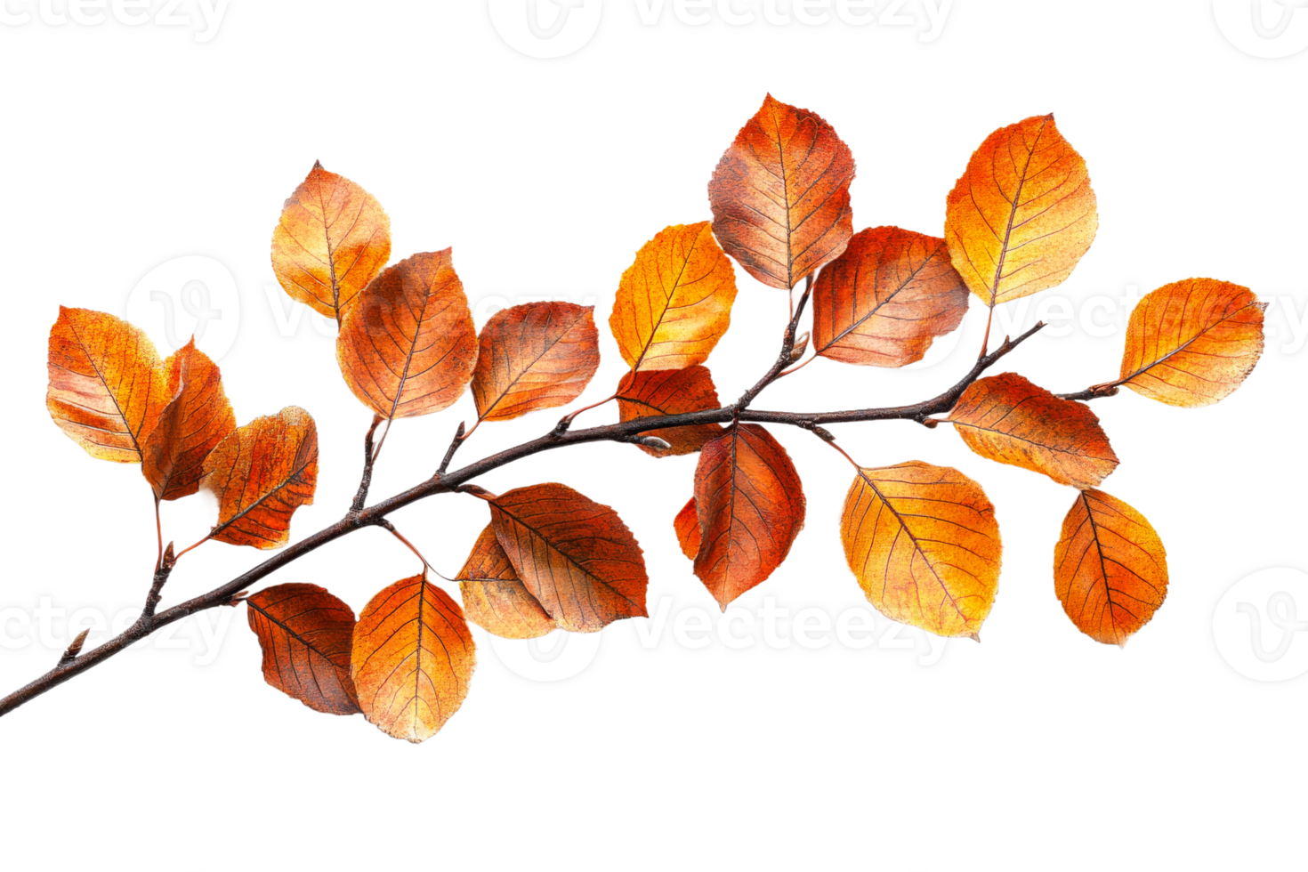 Autumn leaves and branches create natural, isolated composition, cut out transparent png