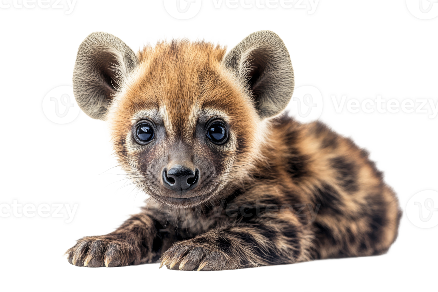 Hyena cub with captivating eyes, animal portrait, cut out transparent png