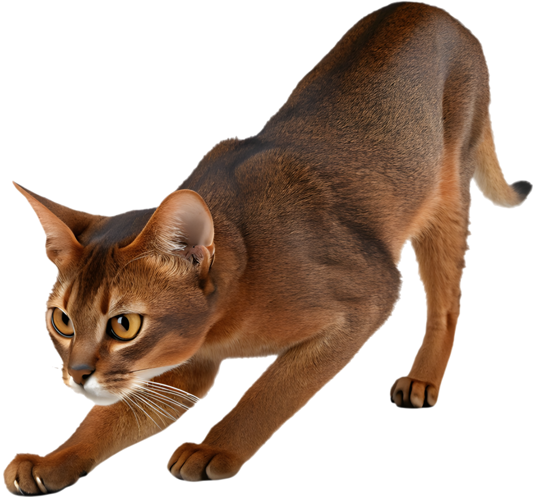 Stylish Abyssinian cat with smooth coat and expressive almond eyes clipart. . png