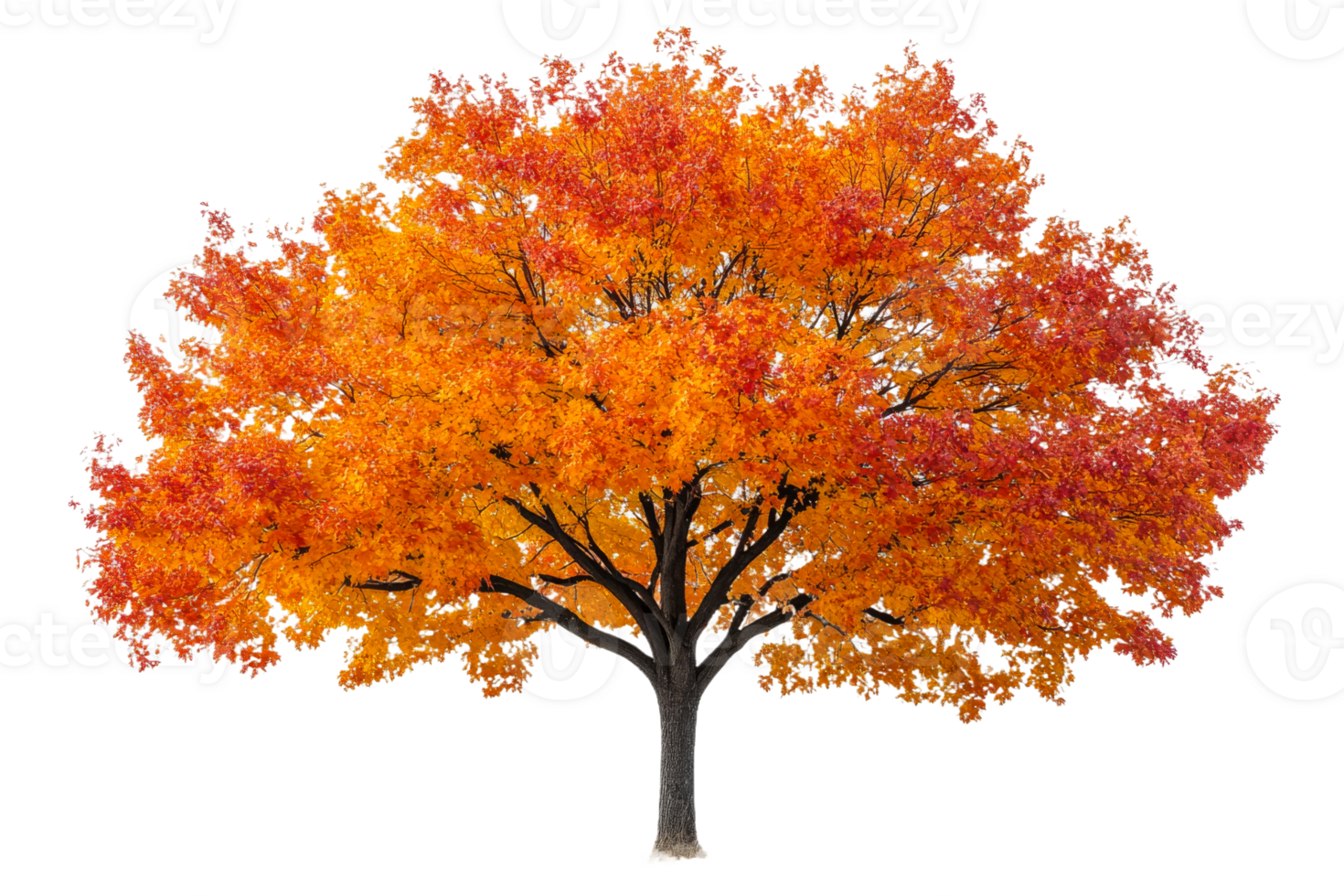 Deciduous tree in autumn colors with a leafy crown, cut out transparent png
