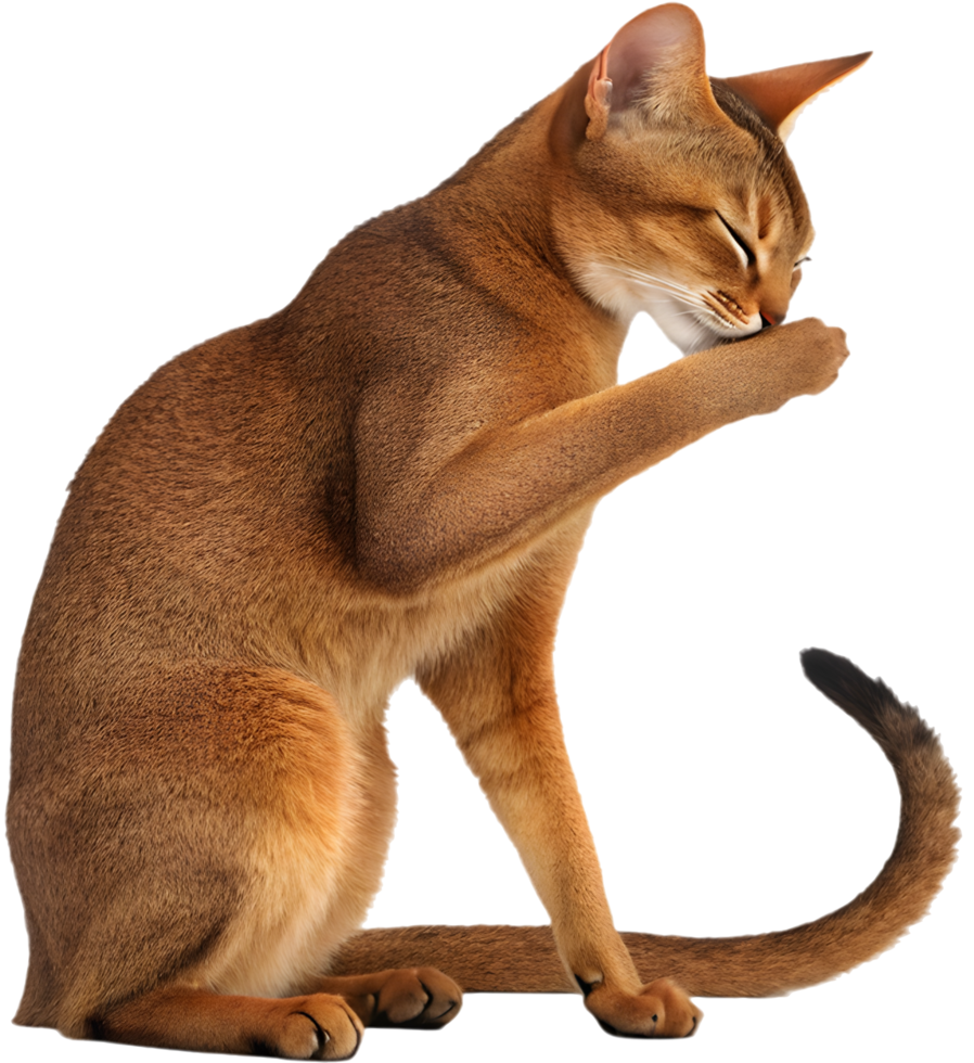 Graceful Abyssinian cat clipart with sleek coat and expressive eyes. . png