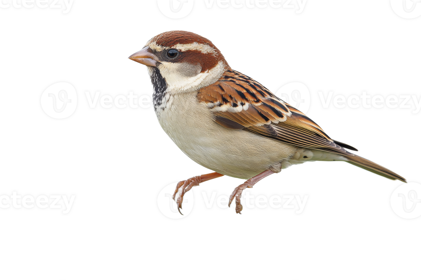 Male house sparrow perched against black background, cut out transparent png