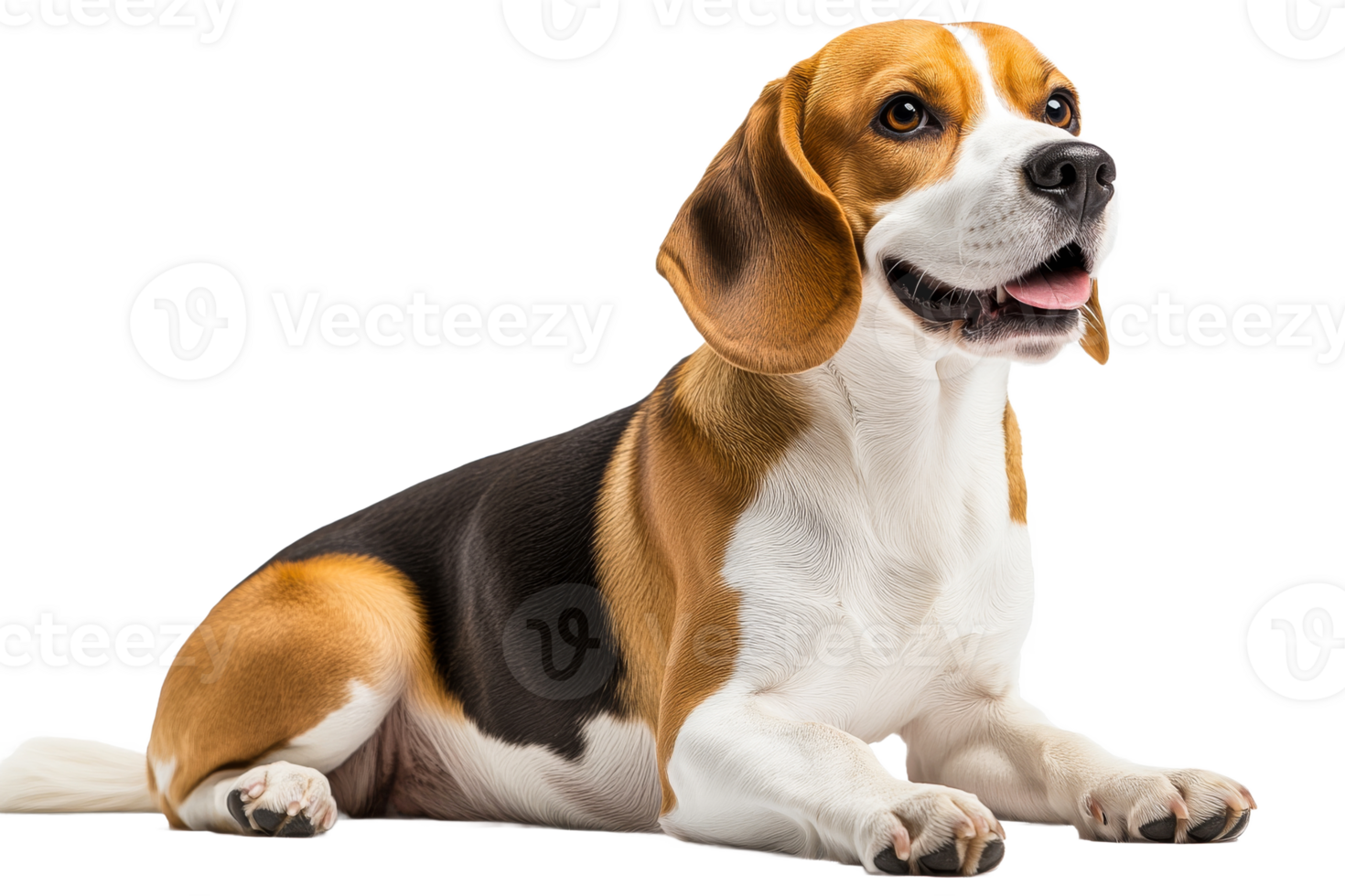 Beagle dog portrait resting head up happily, cut out transparent png