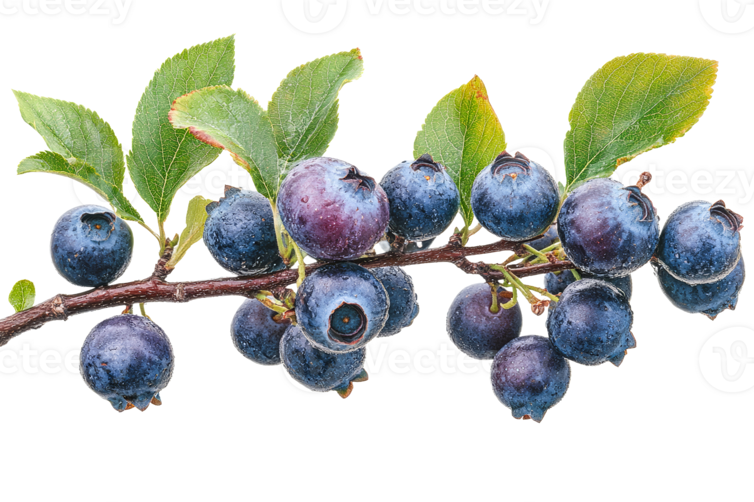 Ripe blueberries on a branch with leaves, close-up, isolated, cut out transparent png