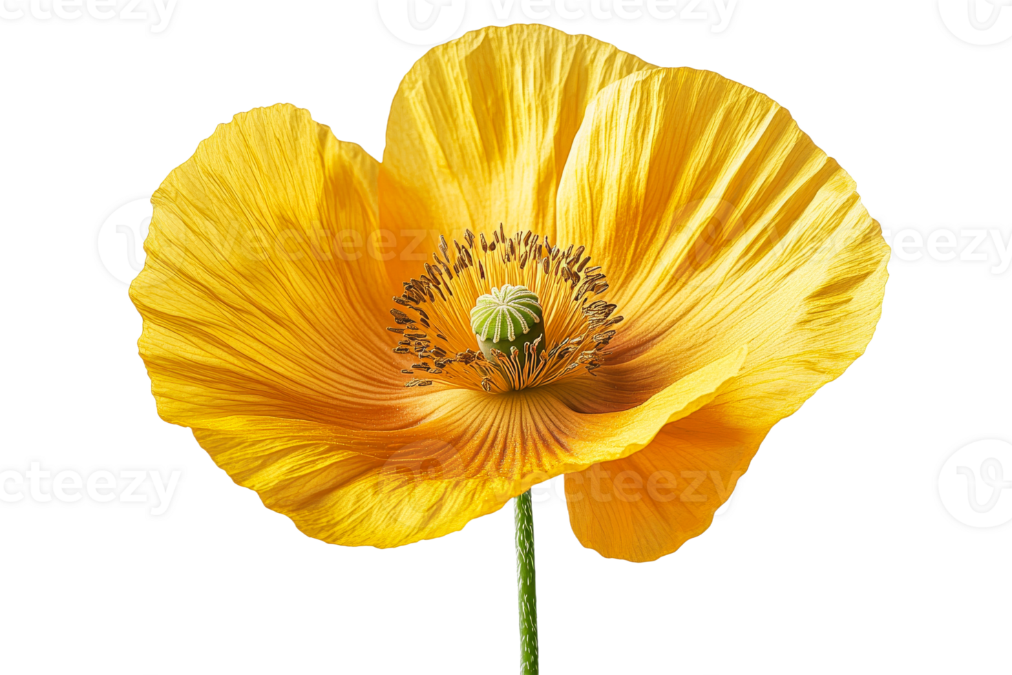 Yellow poppy flower with delicate petals and stem on black, cut out transparent png