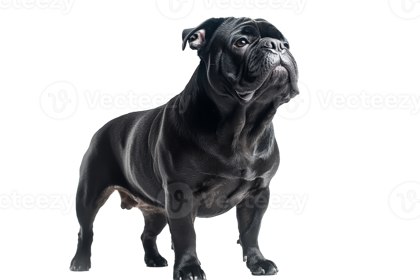 Majestic black Bulldog standing proudly, cut out transparent png