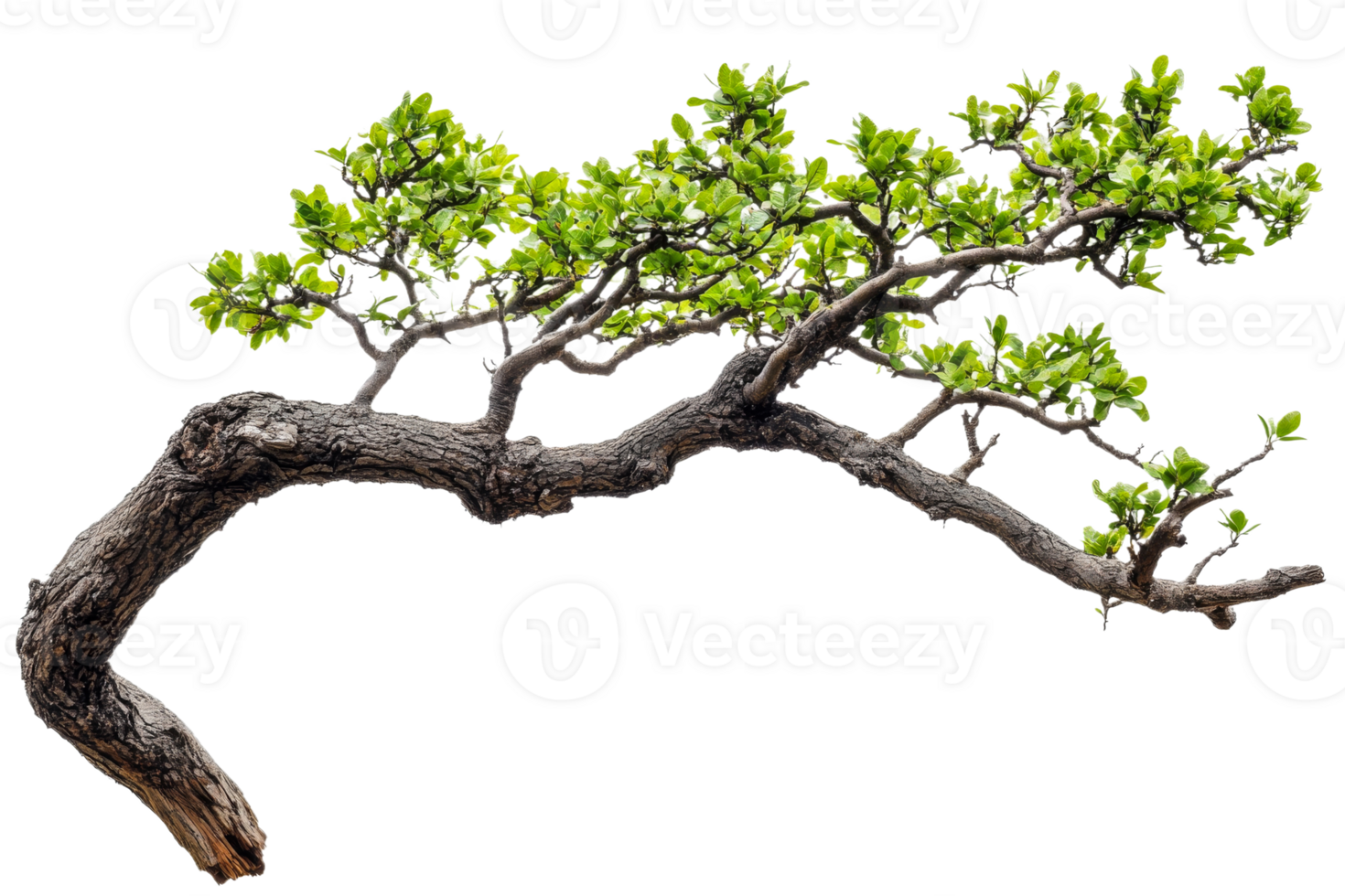 Curved tree branch with fresh green leaves, cut out transparent png