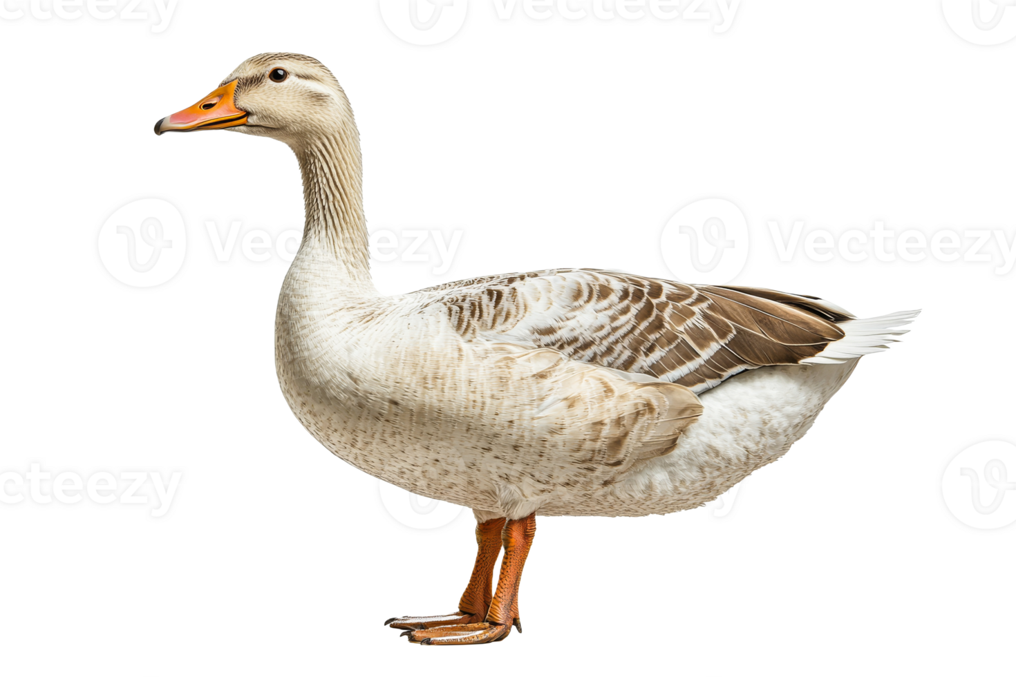 Majestic goose with brown and white feathers stands proud, cut out transparent png