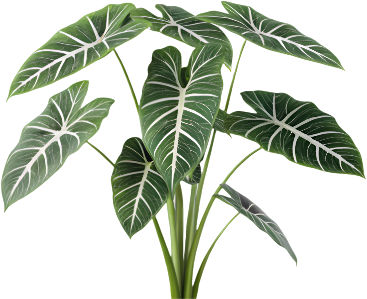 Bold Alocasia Dragon Scale with Vibrant Green Leaves and Textured Pattern. . png