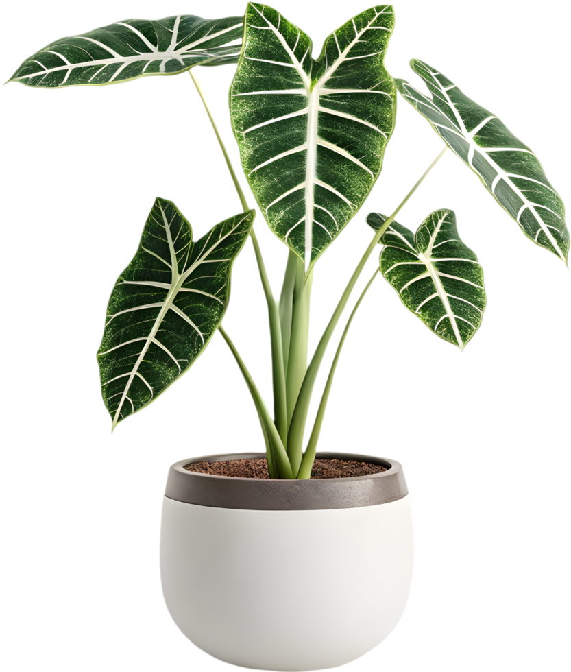 Artistic Green Alocasia Dragon Scale Plant Featuring Bold Leaves Pattern. . png