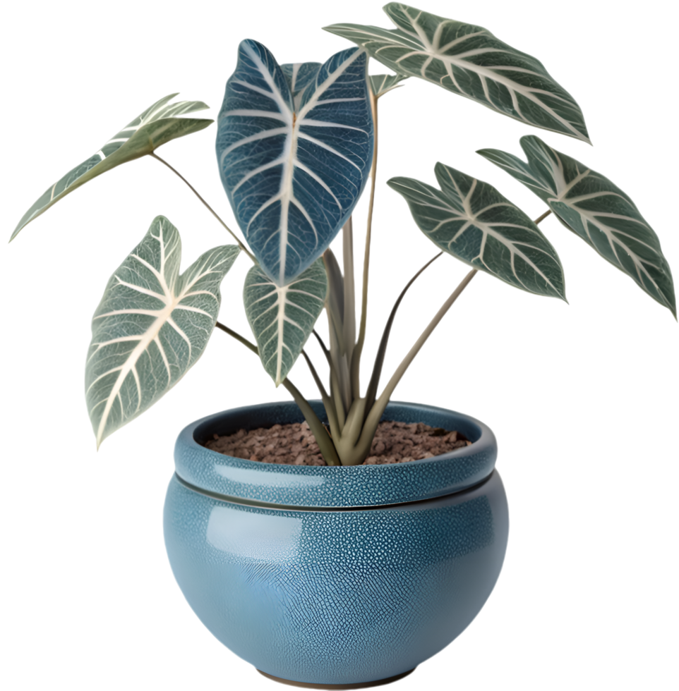 Modern Alocasia Dragon Scale Plant with Green Textured Leaves and Bold Pattern. . png
