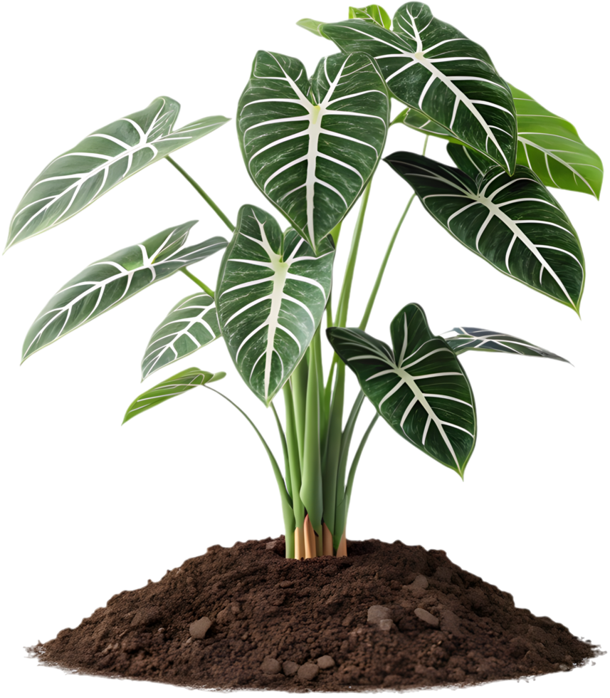 Tropical Alocasia Dragon Scale with Beautiful Bold Green Patterned Leaves. . png