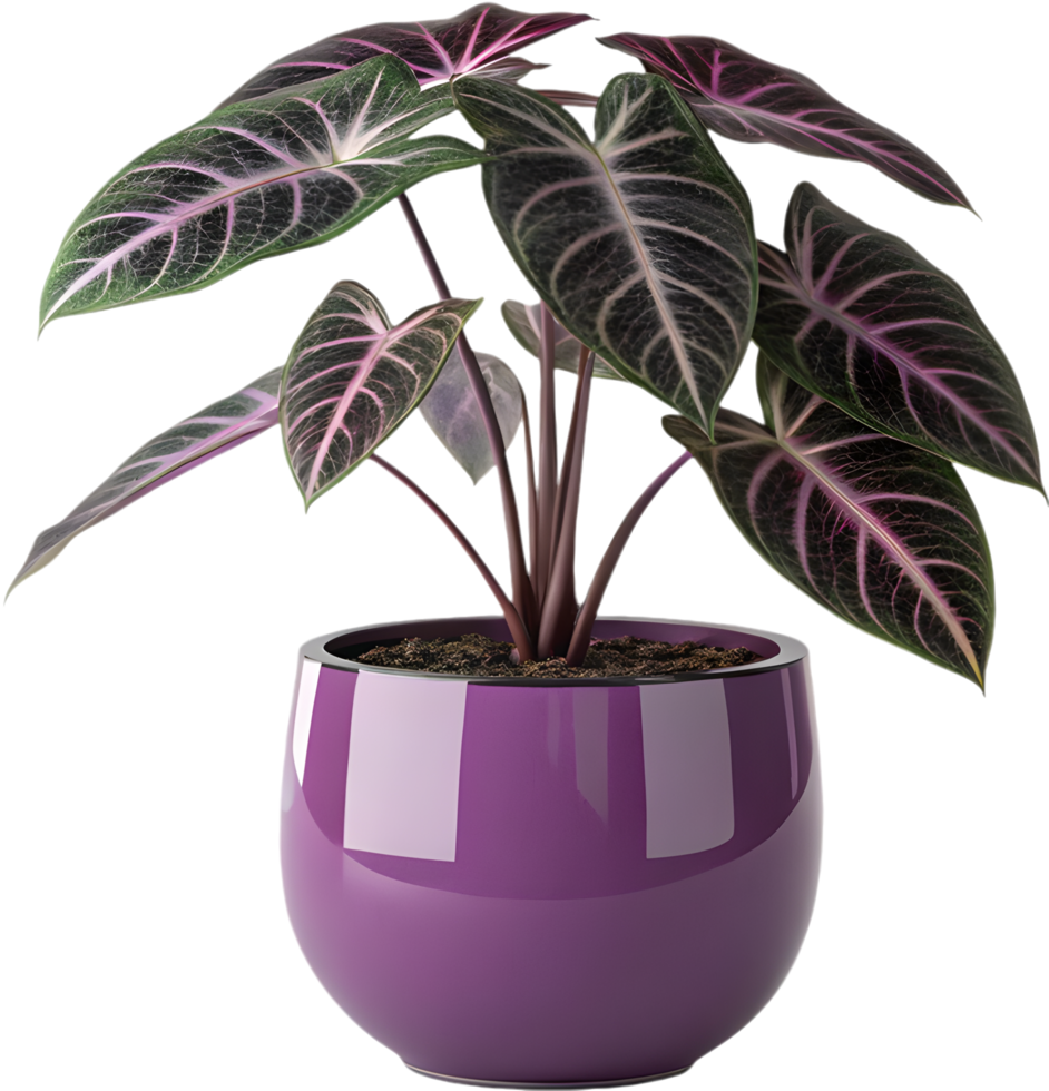 Lush Green Alocasia Dragon Scale Leaves in Striking Textured Pattern Clipart. . png