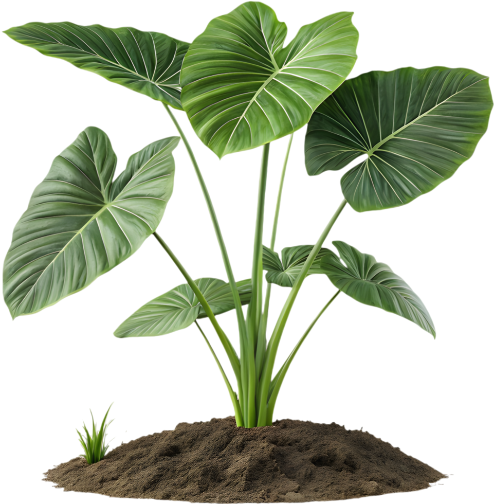 Decorative Alocasia Dragon Scale with Striking Green Leaves and Bold Patterns. . png