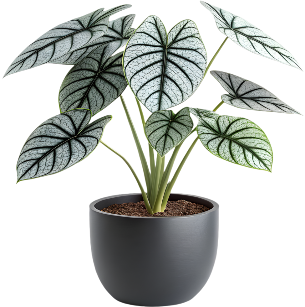 Beautiful Alocasia Dragon Scale Clipart Featuring Bold Green Leaves Pattern. . png