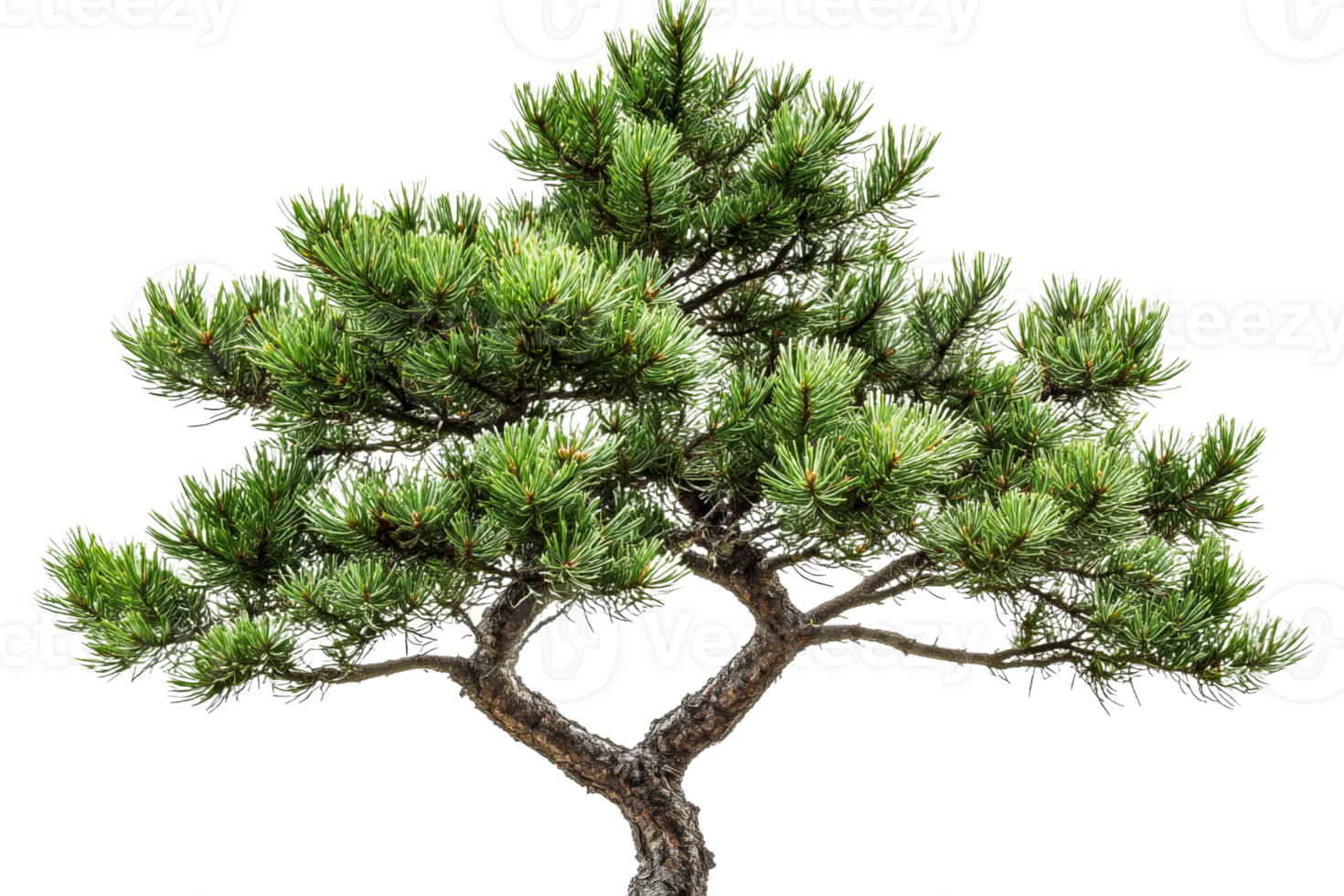 Bonsai pine tree with lush green needles, cut out transparent png