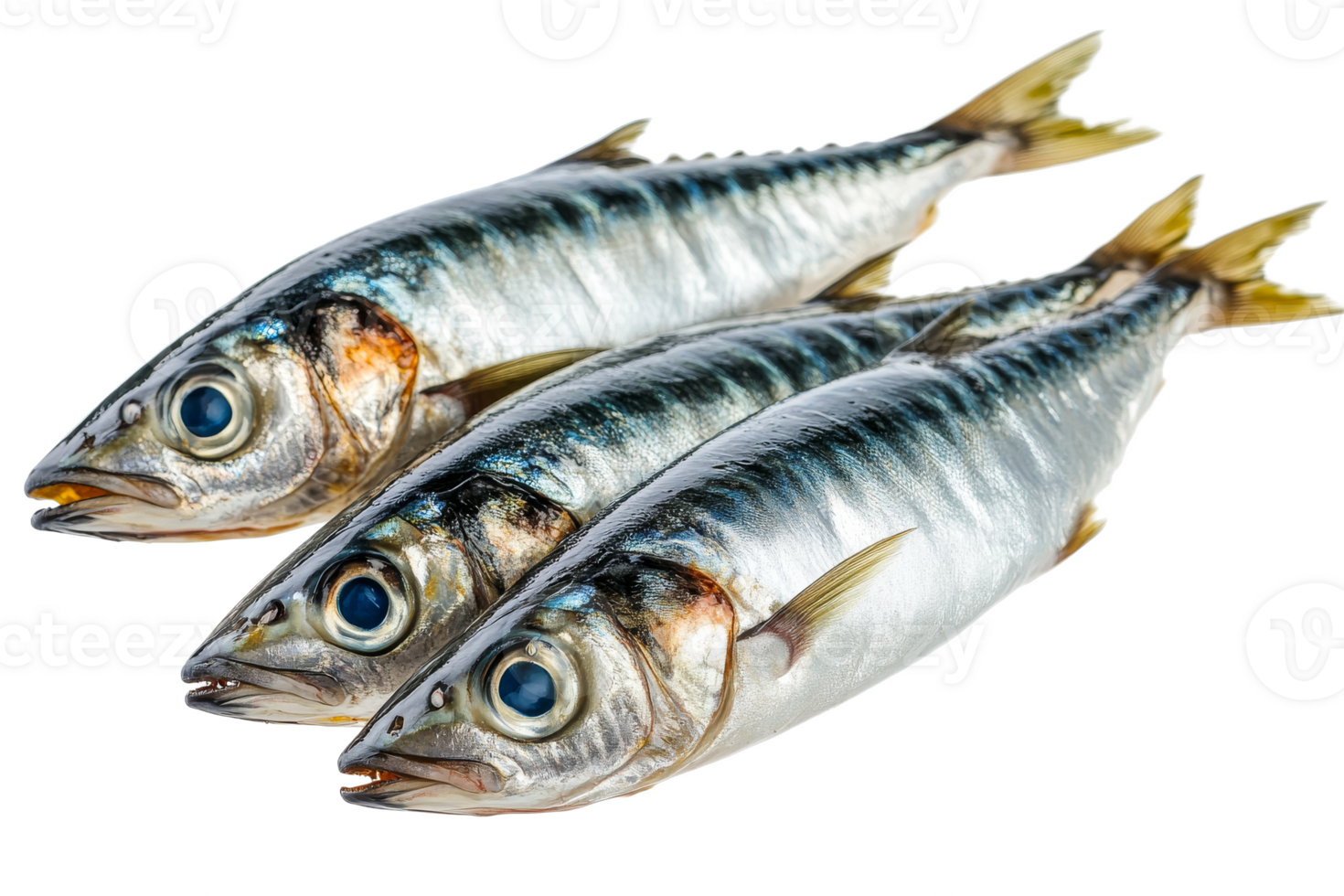 Fresh, shiny mackerels are stacked, close up, fish delicacy, cut out transparent png
