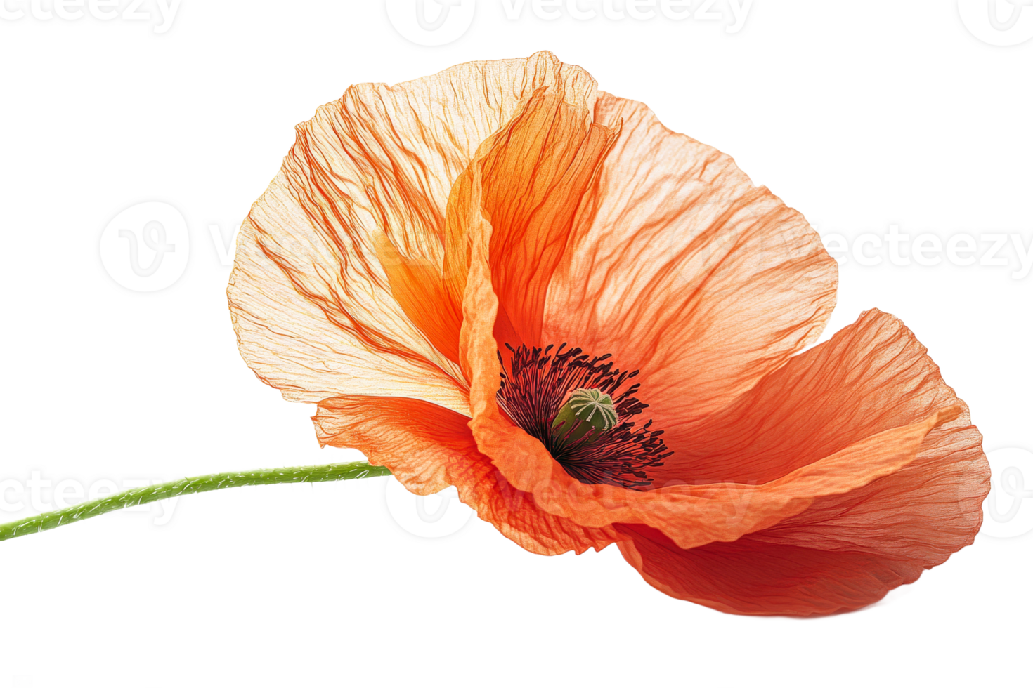 Orange poppy with open petals isolated , cut out transparent png