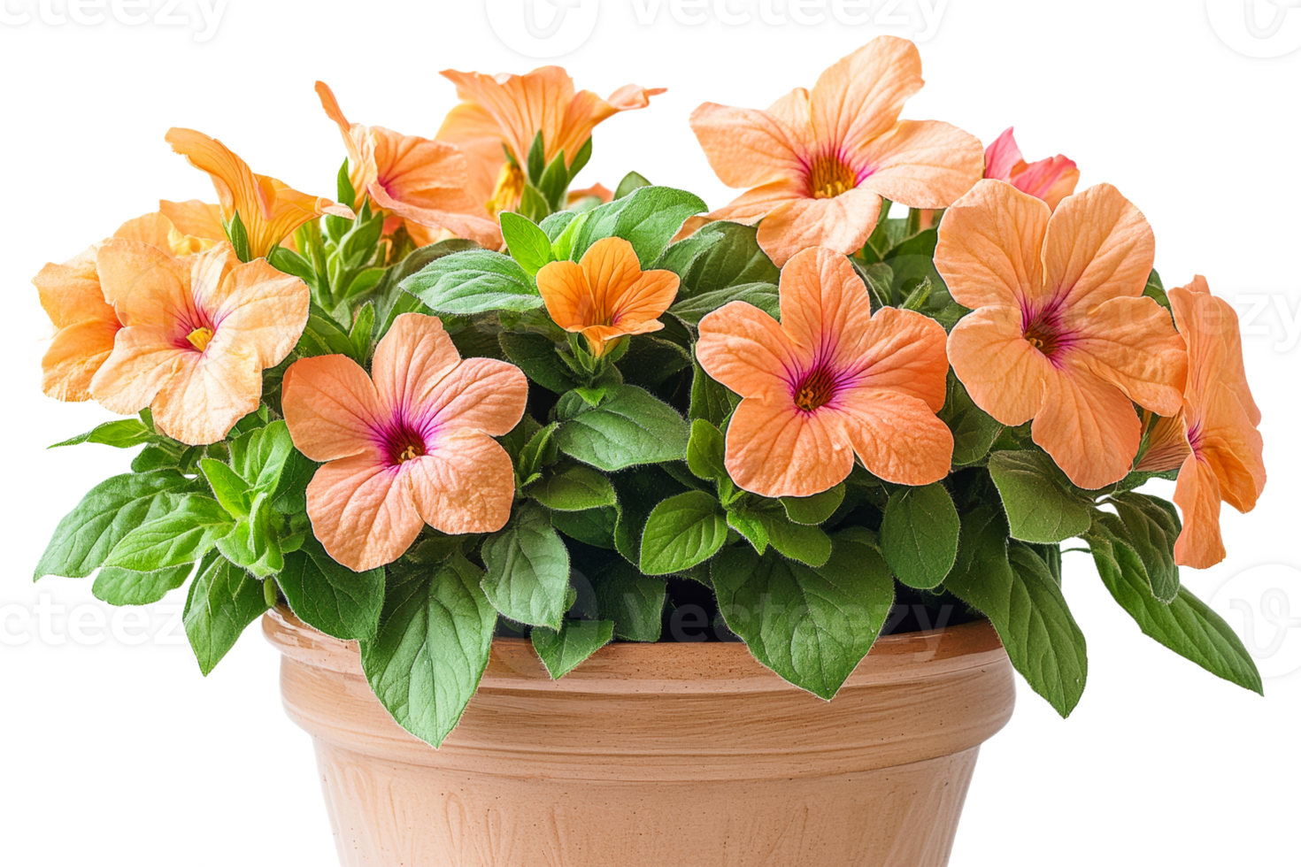 Potted orange flowers create vibrant botanical art, cut out transparent png