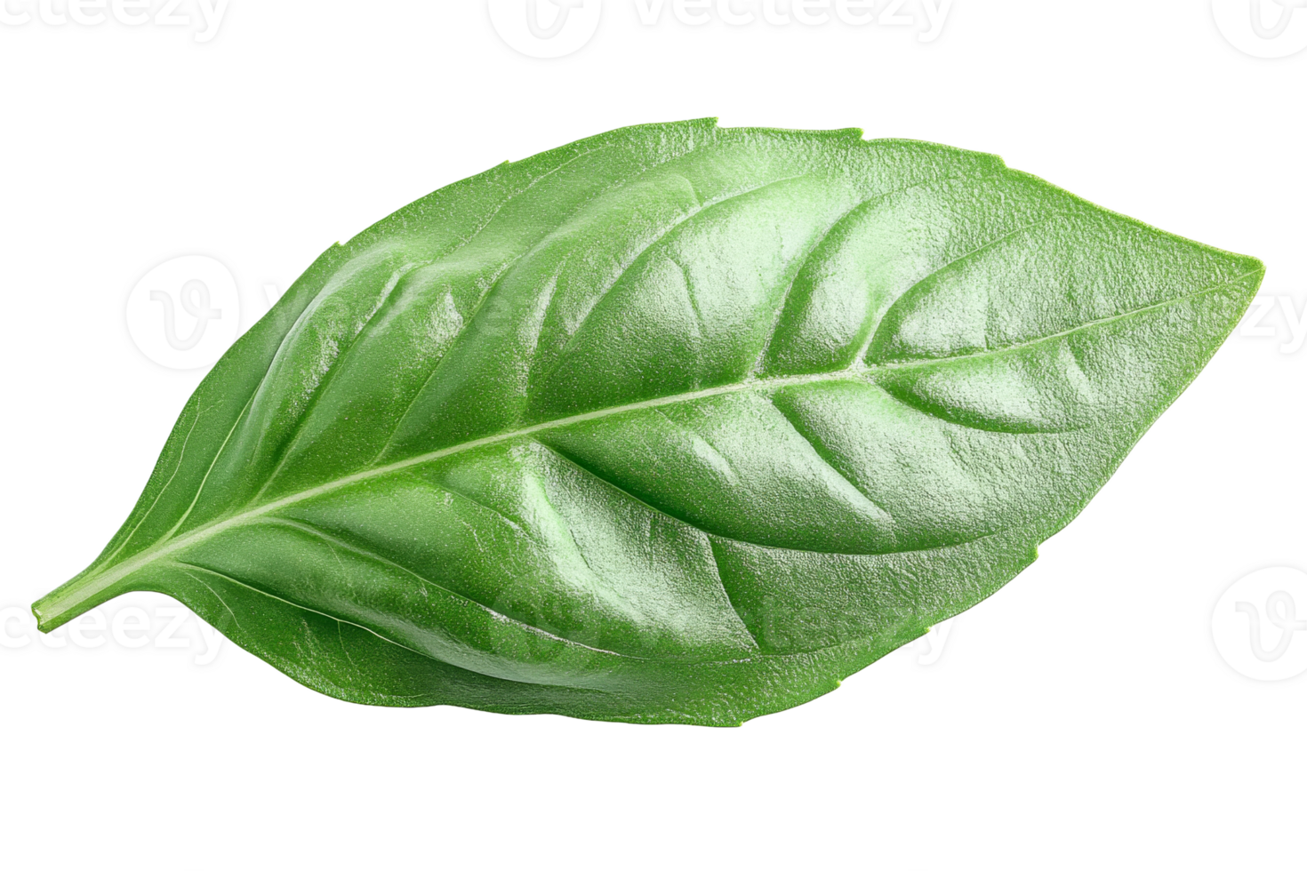 Fresh basil leaf, close-up studio shot, vibrant green, cut out transparent png