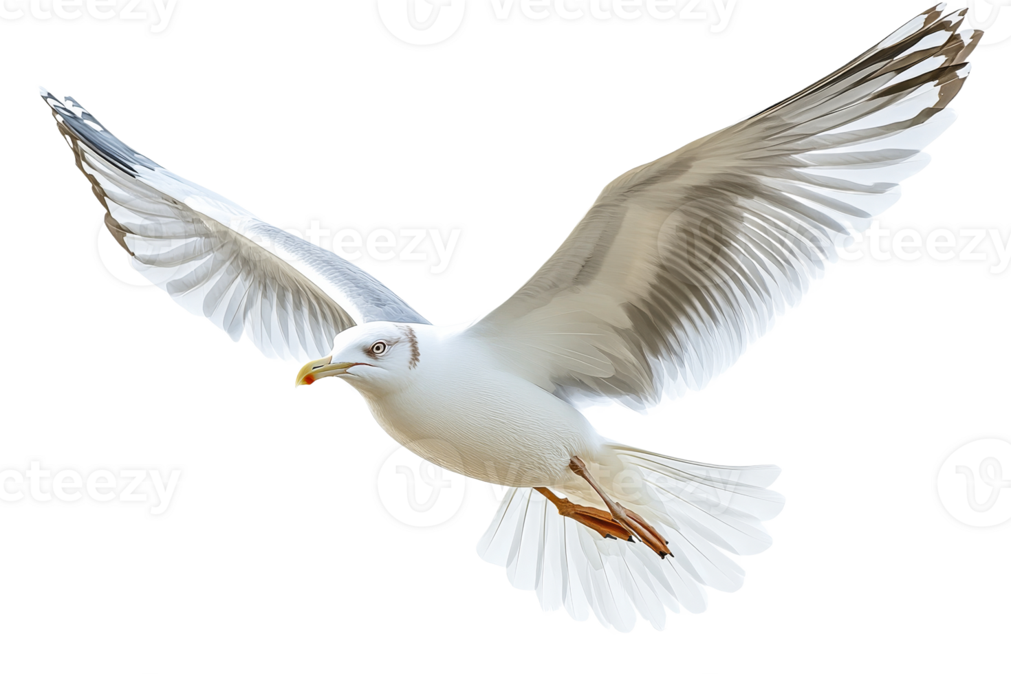 Majestic gull soars with wings spread wide, cut out transparent png