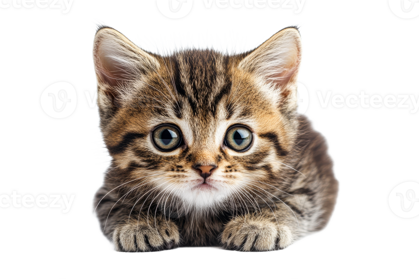 Adorable tabby kitten with big eyes poses cut out transparent png