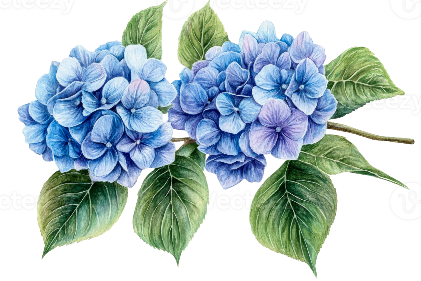 Two blue hydrangeas with leaves, floral design, cut out transparent png