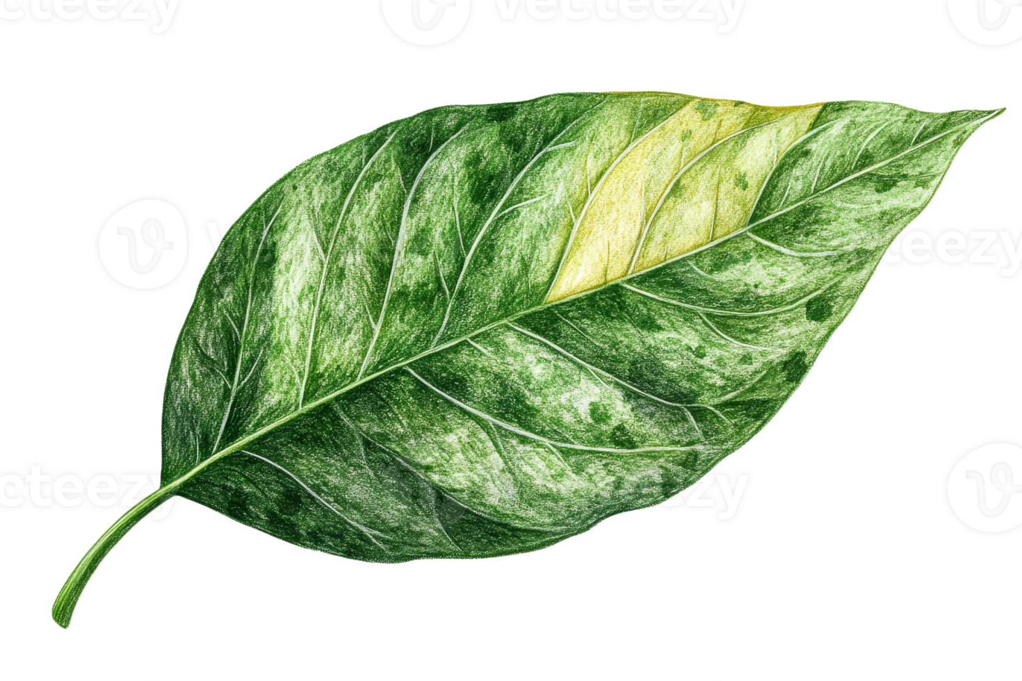 Green leaf with yellow spot isolated, cut out transparent png