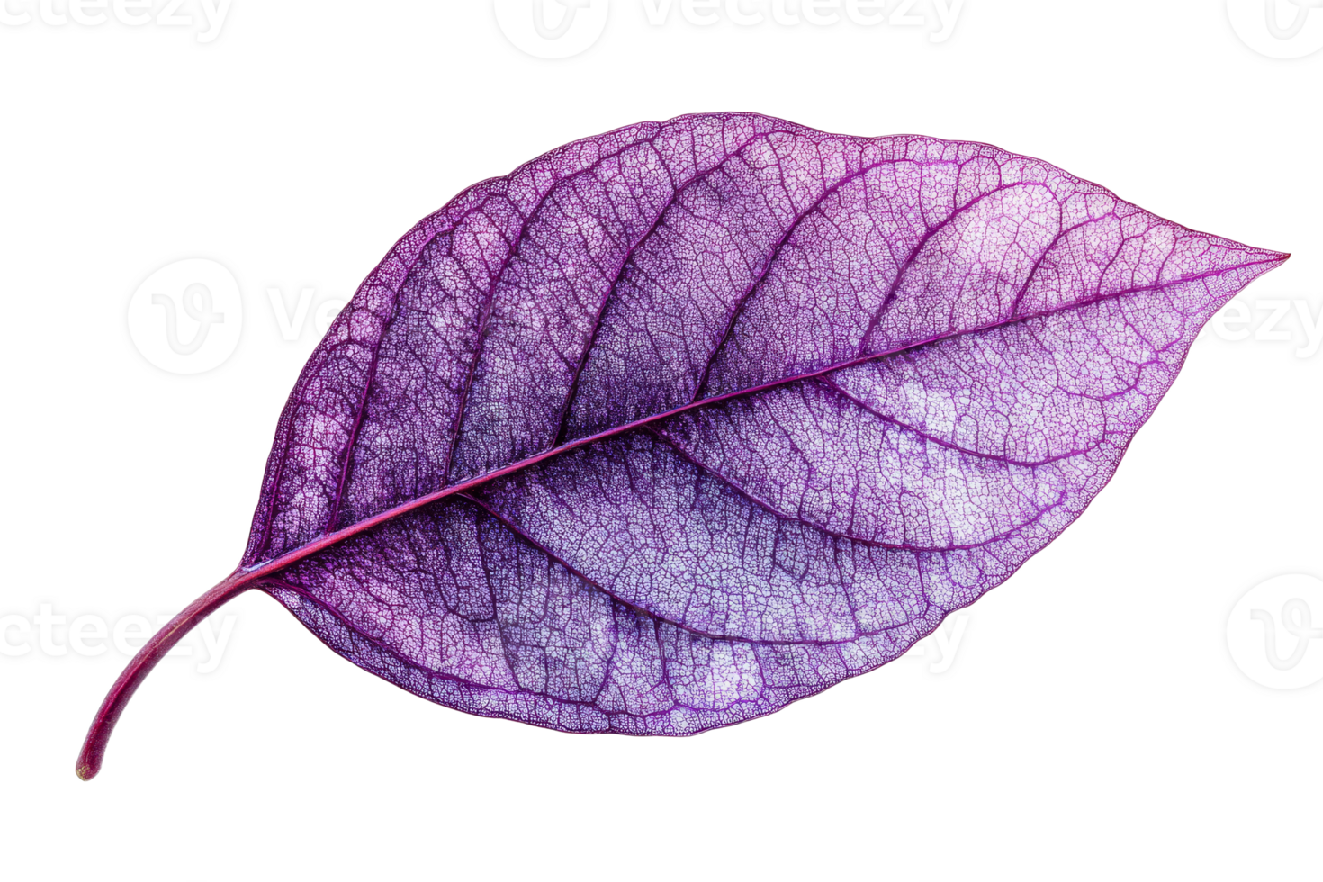 Detailed Purple Leaf Veins with Translucent Texture, cut out transparent png
