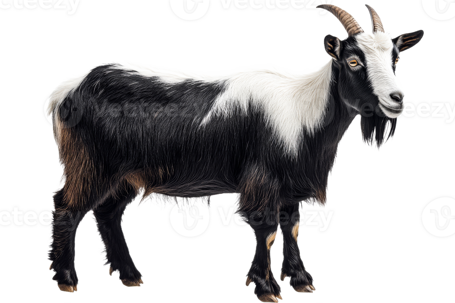 Black and White Goat Standing, Animal Portrait, Farm, Isolated, cut out transparent png