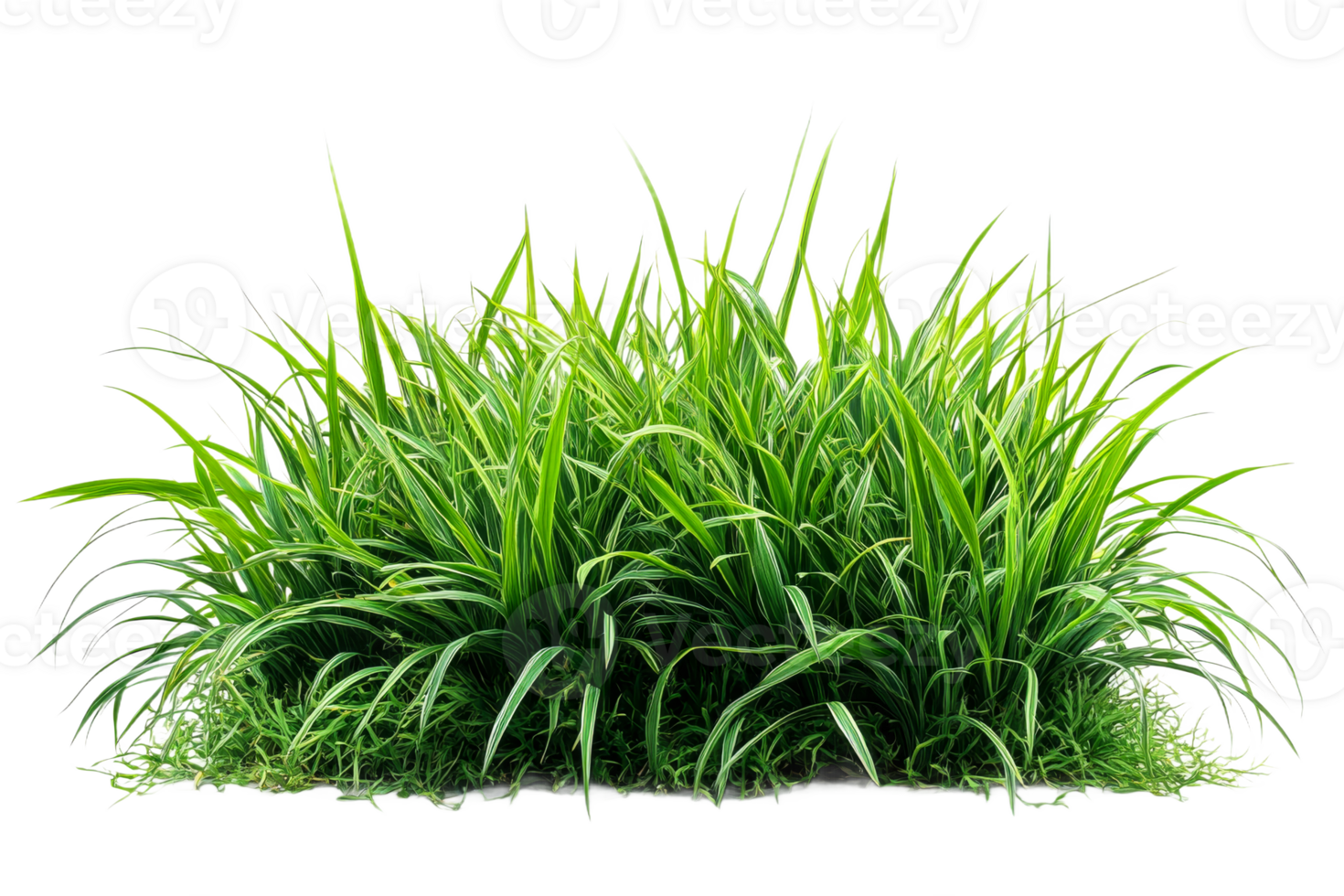 Ornamental grass with long thin leaves, garden plant, cut out transparent png