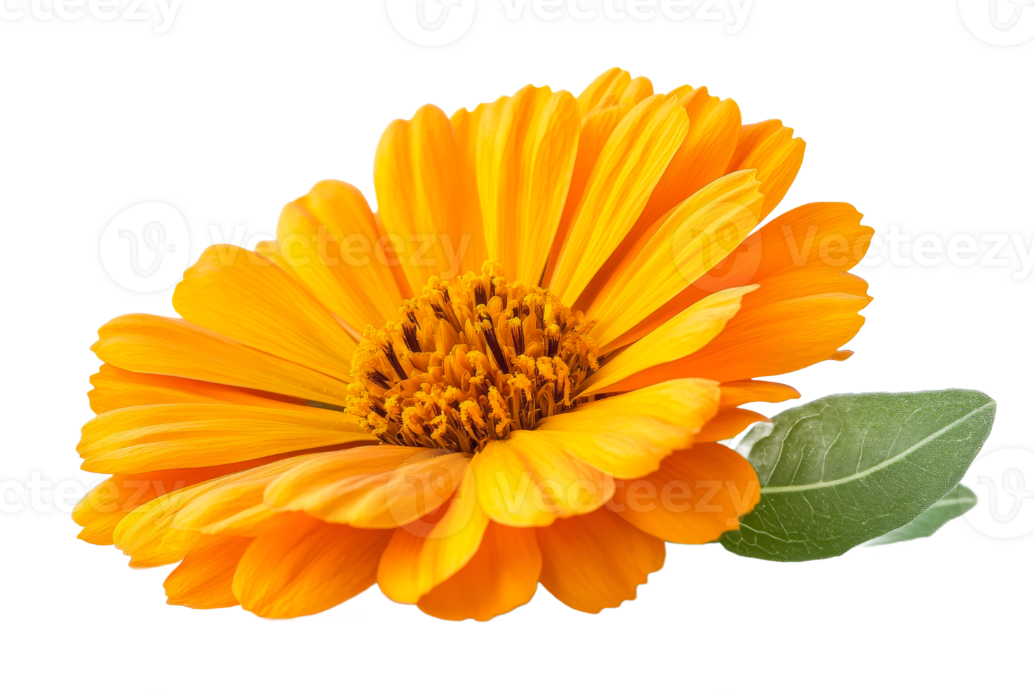 Bright flower close-up on black background, Calendula officinalis, cut out transparent png
