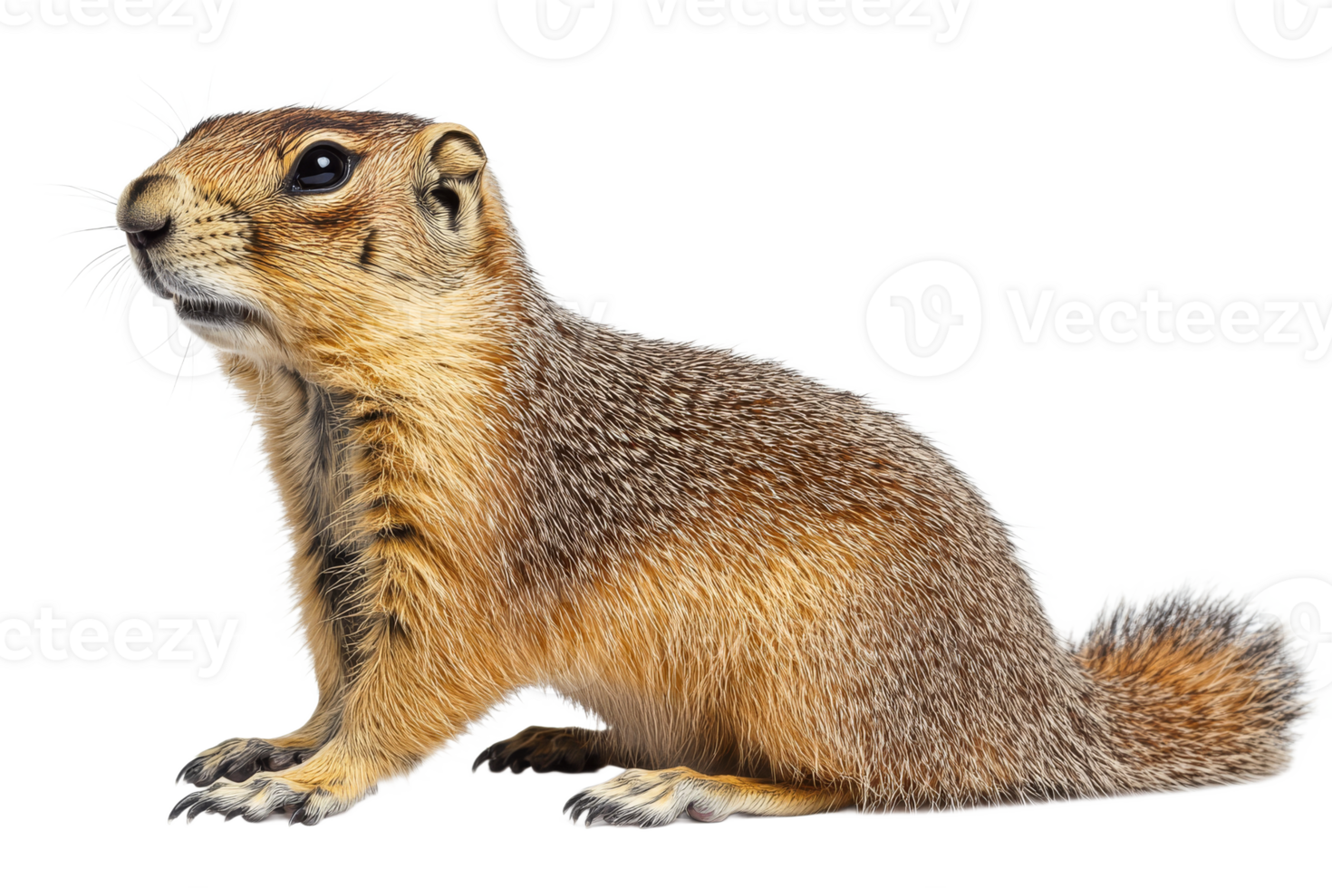 Charming ground squirrel, expressive gaze, captivating wildlife portrait, cut out transparent png
