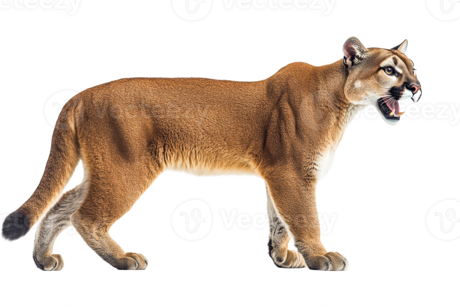 Roaring mountain lion, isolated and powerful predator , cut out transparent png