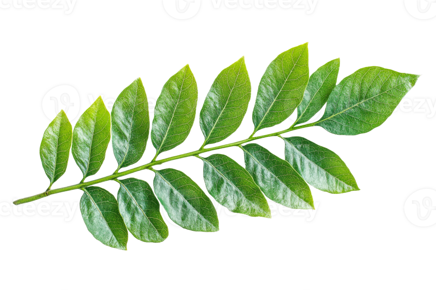 Foliage branch of green leaves in detail, cut out transparent png