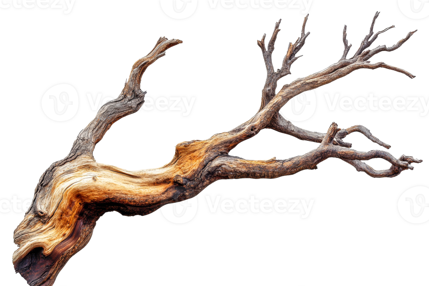 Branching Dried Wood Texture, Dry Tree Trunk Piece, cut out transparent png